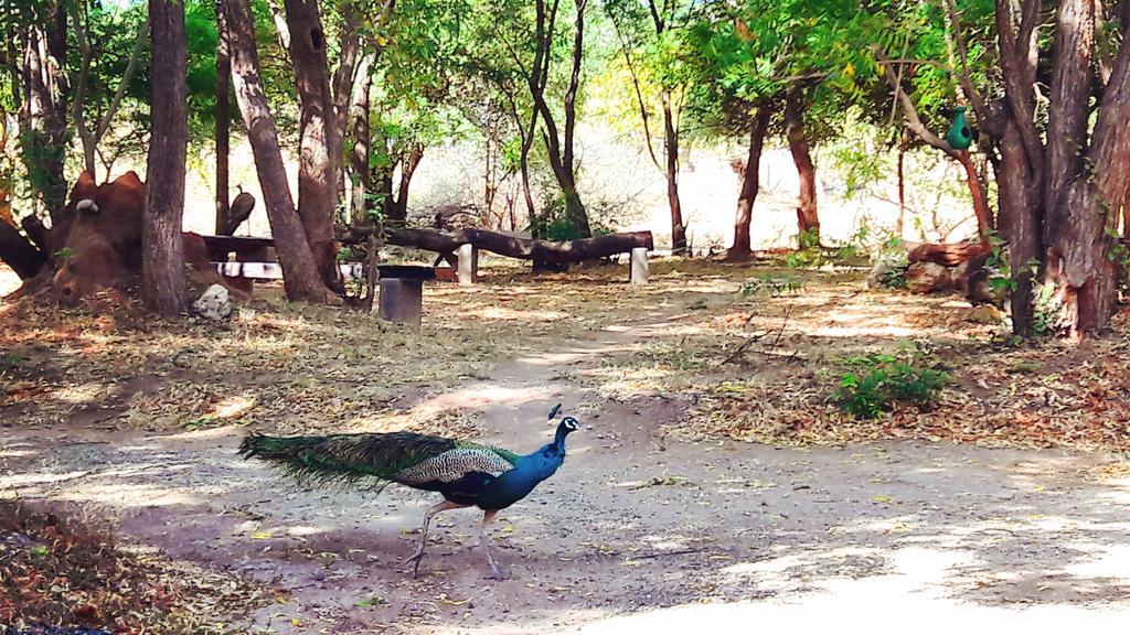 Pelican View Cottages Kataragama Eksteriør billede